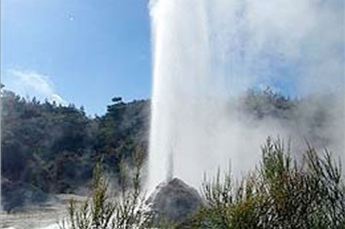 Visit Lady Knox| Palm Court Rotorua Motel