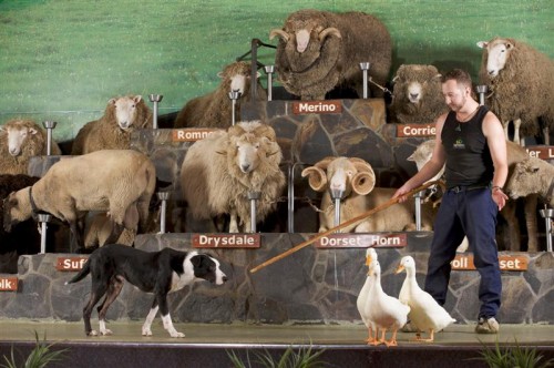 The Agrodome in Rotorua