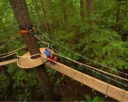 Accommodation Rotorua - Redwoods Tree walk Rotorua