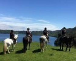 Accommodation Rotorua- Horse trekking Lake Okareka 