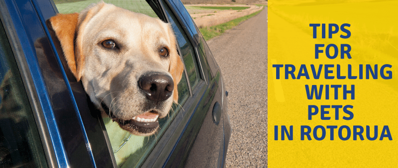 Tips For Travelling With Your Pets In Rotorua