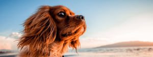 Tips For Travelling With Your Pets In Rotorua
