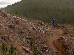 Best-Mountain-Biking-Tracks-In-Rotorua-ASURE-Palm-Court-Rotorua